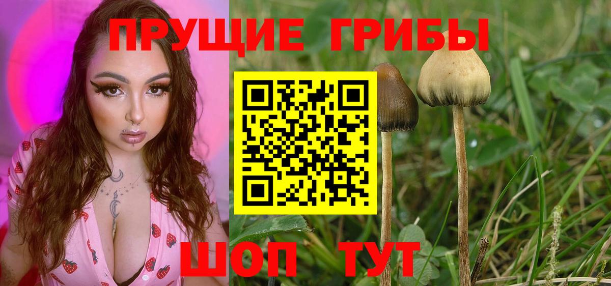 Галлюциногенные грибы Psilocybe  Ачинск 