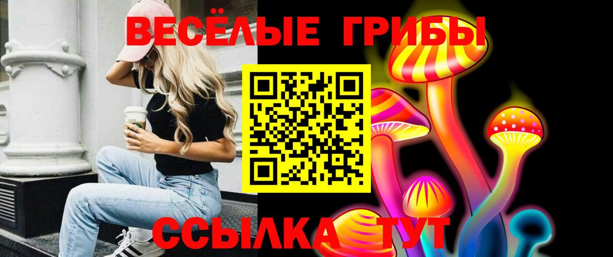 Галлюциногенные грибы Psilocybe Ачинск